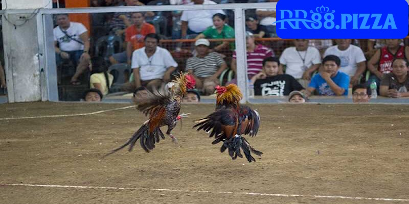 Thông tin về sân đấu bộ môn chọi kê cựa dao